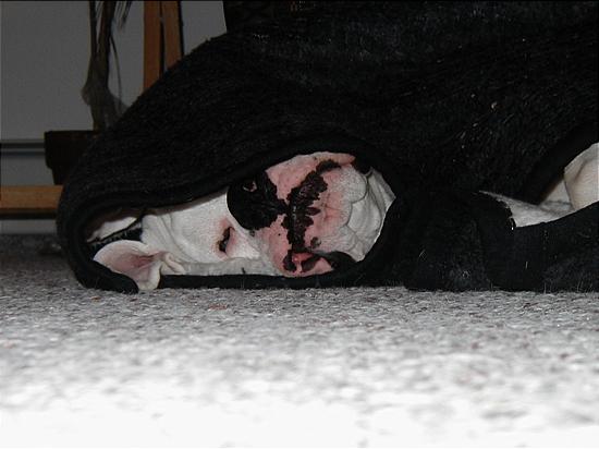 wrappedinblanket2.JPG
