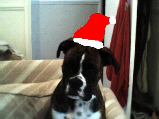 xmaspuppy.JPG
