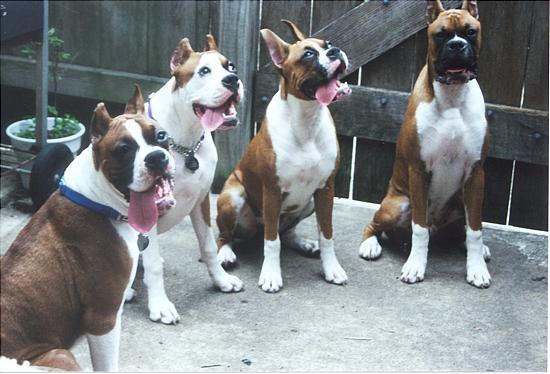 Tongues.JPG