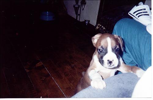 Troy_8_weeks_old.JPG