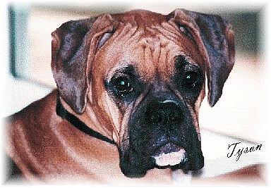 tyson-3.JPG