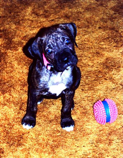 willow1a.JPG