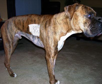 Cooper_after_surgeryz