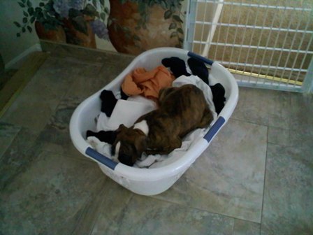 Laundry_sm
