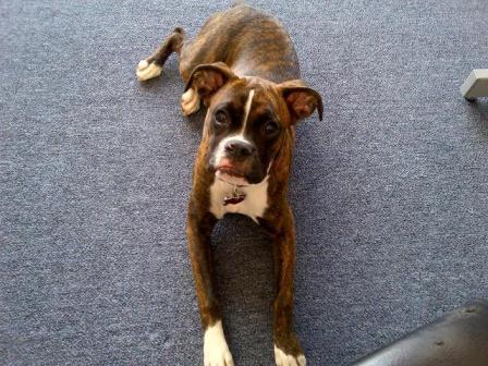 Petunia_now