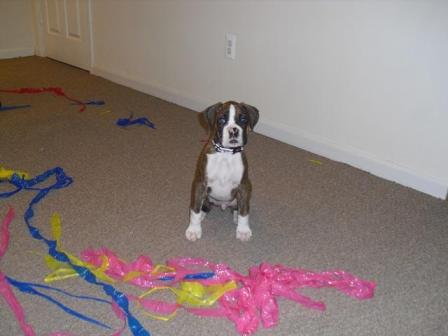 Reese_NYE_2011_sm