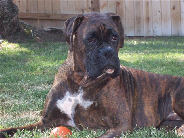 Syd_2_Years_5_Months_Old