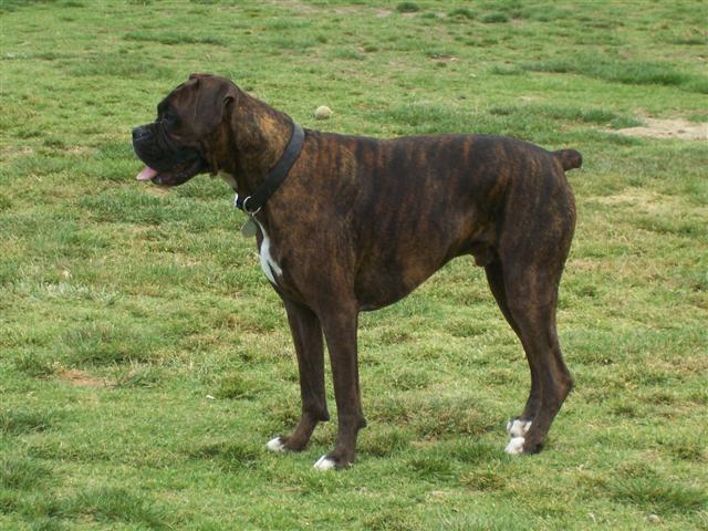 Syd_3_Years_1_Month_Old