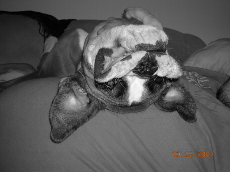 boxerdog1