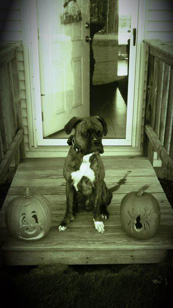 halloween5