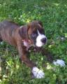 bailey_019web.jpg
