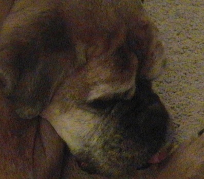 Bailey_003