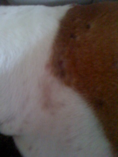Left_side_of_neck