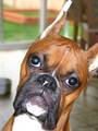 13485aj_headcloseup2.jpg