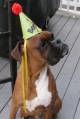 Bentleys_first_birthday2.jpg