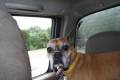 Booboo_Goin_for_a_Ride0002.JPG