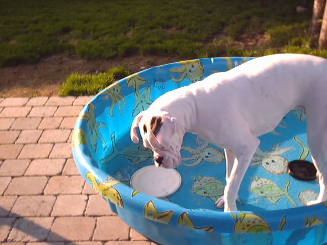 8929dogpool2