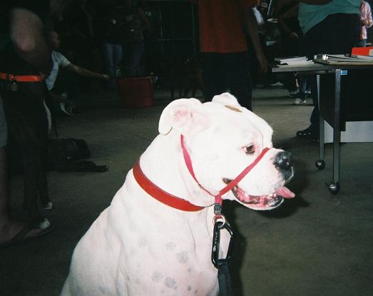 Charlie_Paper_at_the_Boxer_bash