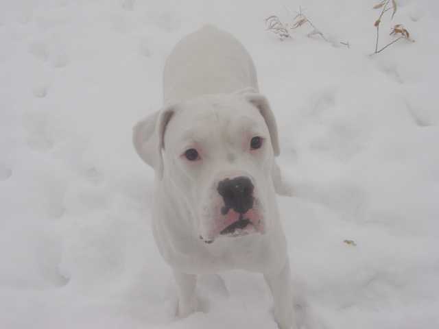 tazer2