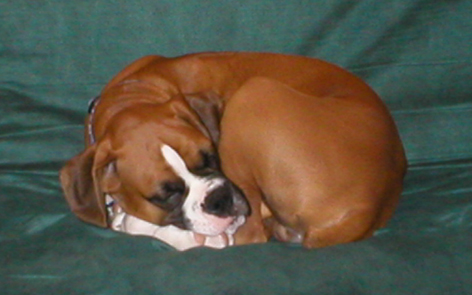 10506Curled-on-Couch