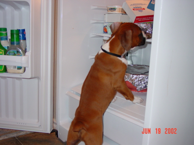 11538TylerInFridge