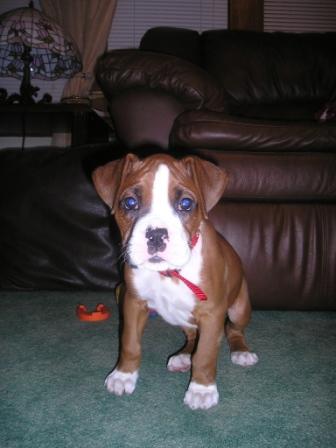 Little_Ozzy