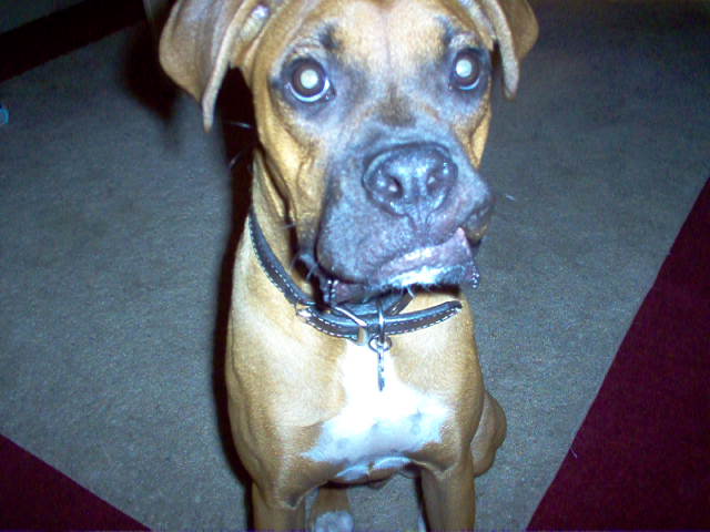 Sickle_Tooth_Sammy