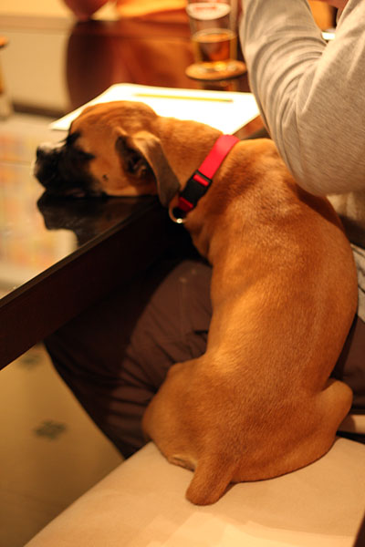 lap-dog