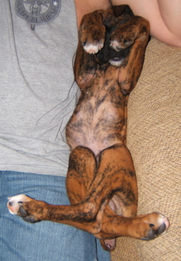 Rocy1
