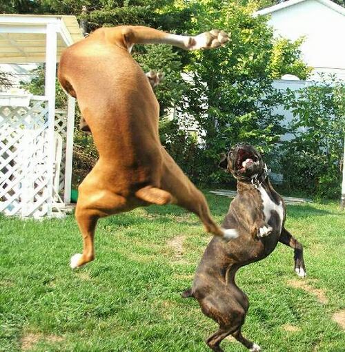 saut1