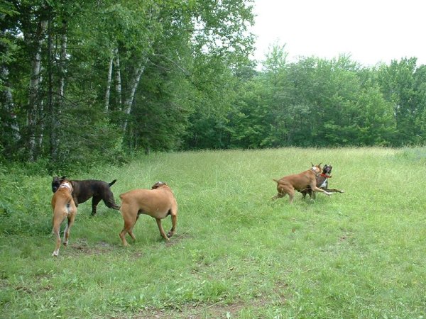 132AllDogs
