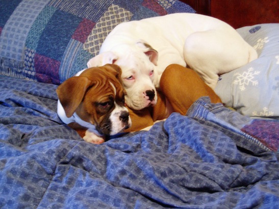 pups3