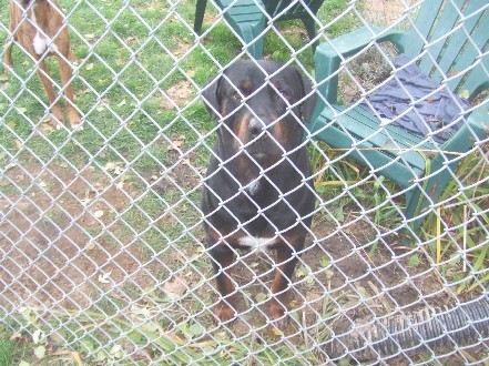 SMALLRexFence1